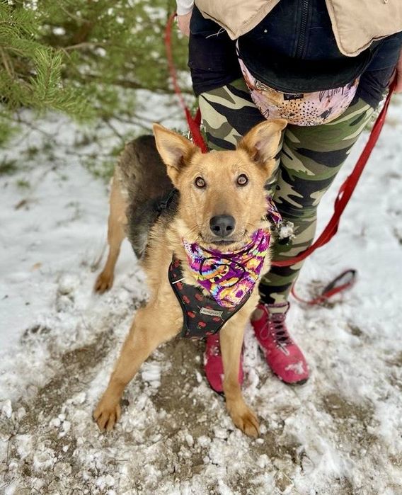 Vigo - znaleziony ze sznurkiem od snopowiązałki na szyi do adopcji