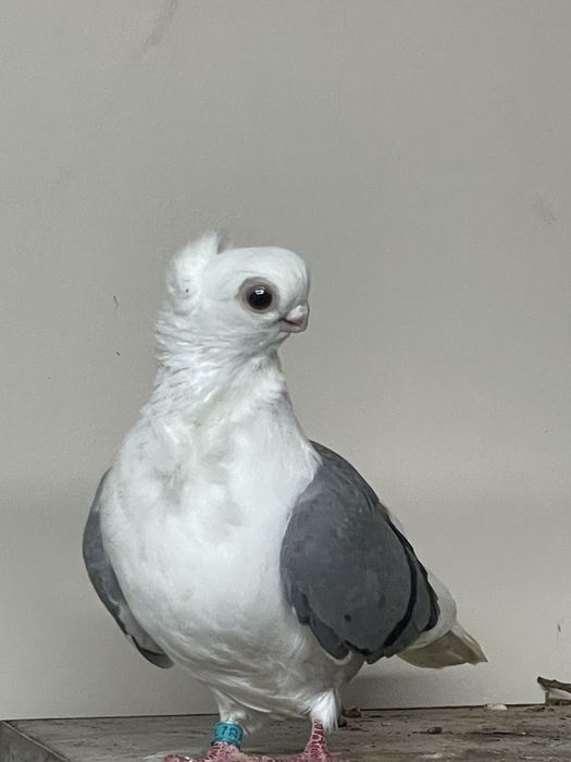 Samica mewka Polska siwa