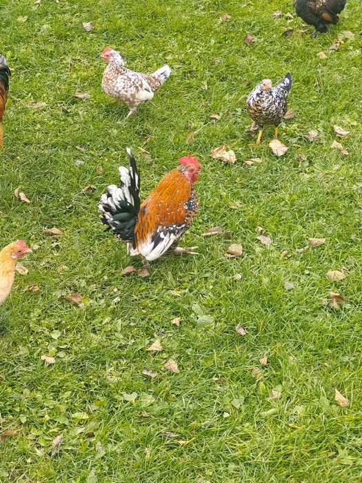 Продам декоративні кури (бентамка)