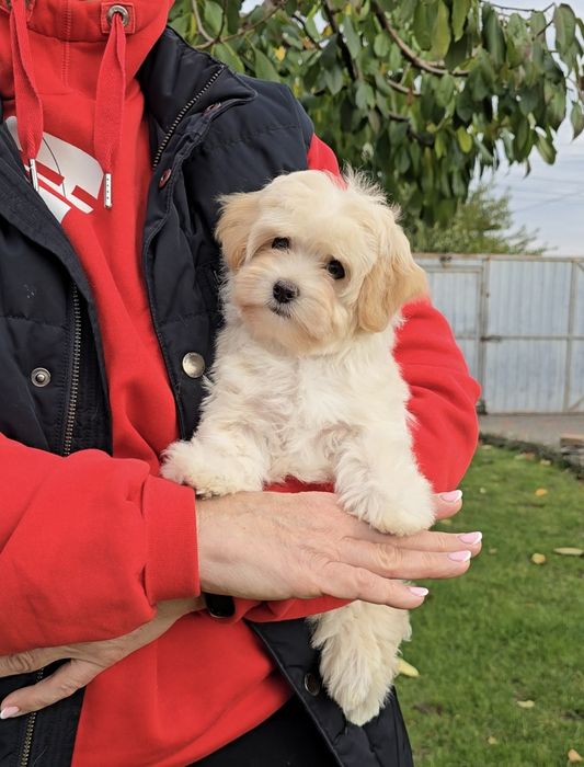 Неймовірні дівчатка. Мальтіпу Ф1.