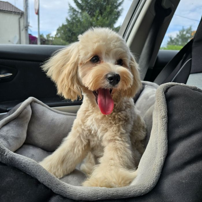 Maltipoo f1b/ dziewczynka