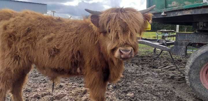 Highland cattle mlode bydło ponownie dostępne.