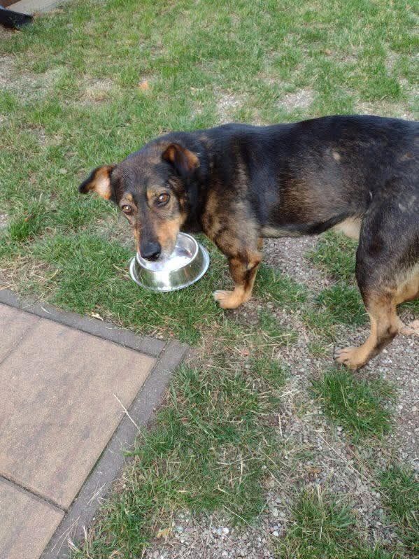 Piesek do pilnej adopcji