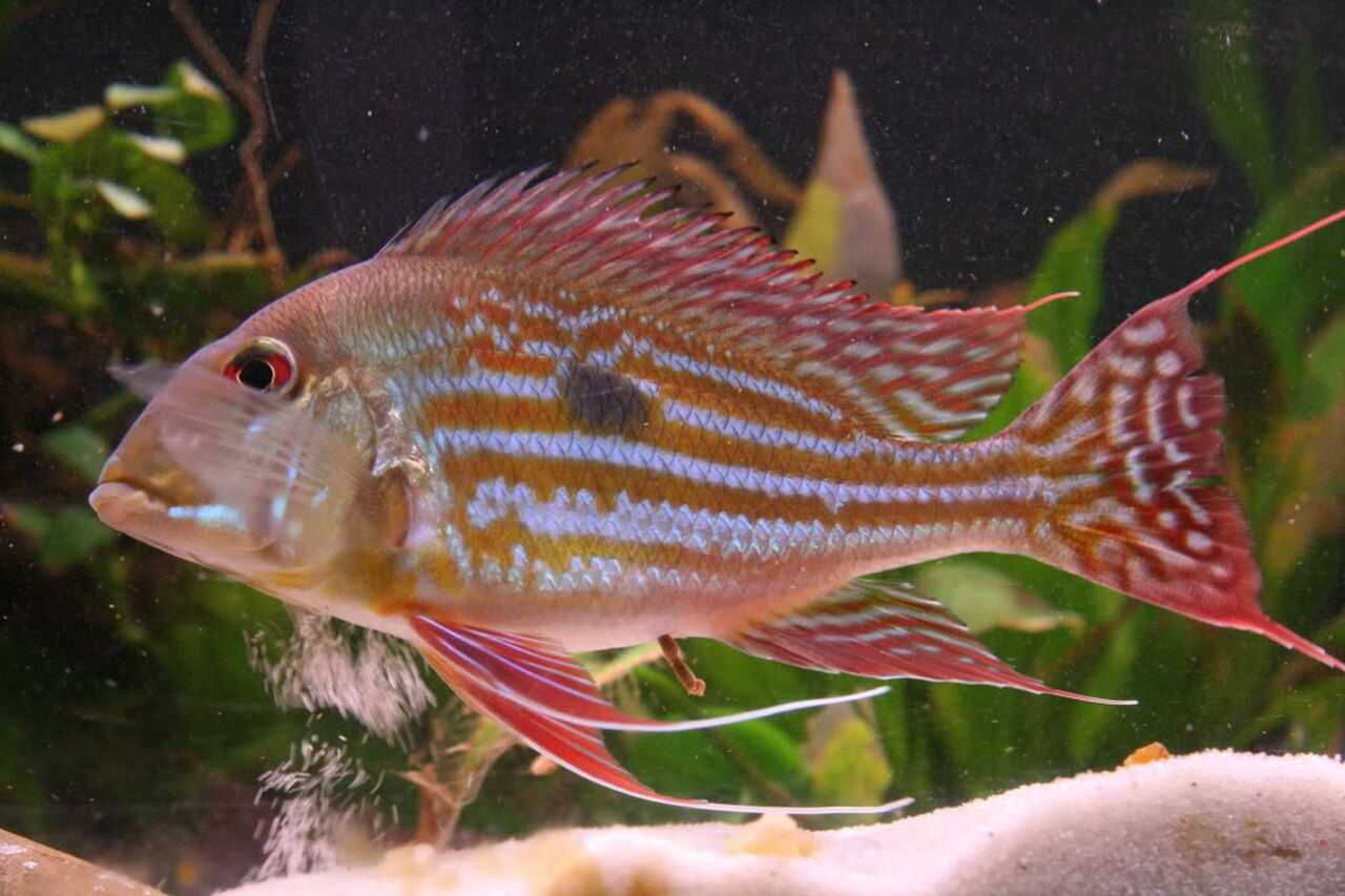 Ziemiojad winemilleri - Geophagus winemilleri - dowóz, wysyłka