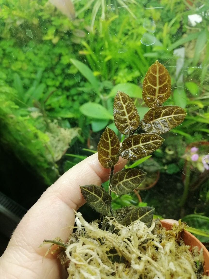 Solanum evolvulifolium
