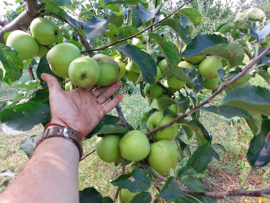 Дача в садовом товариществе "МОПР".