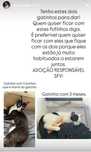 Gatos para adoção responsavel