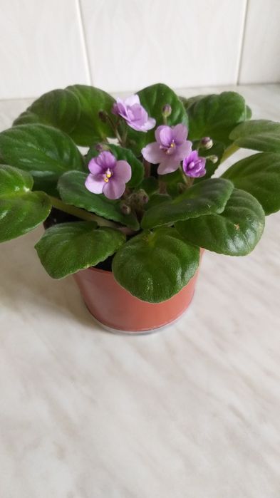 Продам пышную фиалочку, первый цвет, много бутонов или поменяюсь