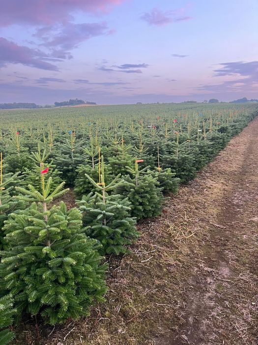 Jodła Kaukaska ukorzeniona w donicy 100-130 cm DUŻE ILOŚCI