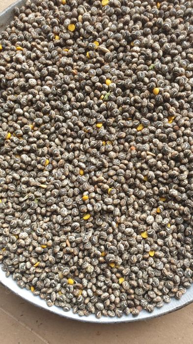 Łubin żółty szerokolistny