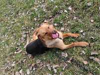 Kochany Moris, Morisek do adopcji.