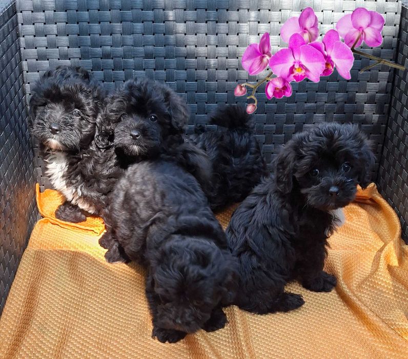 мініатюрні цуценята Мальтипу baby face очікують в Києві