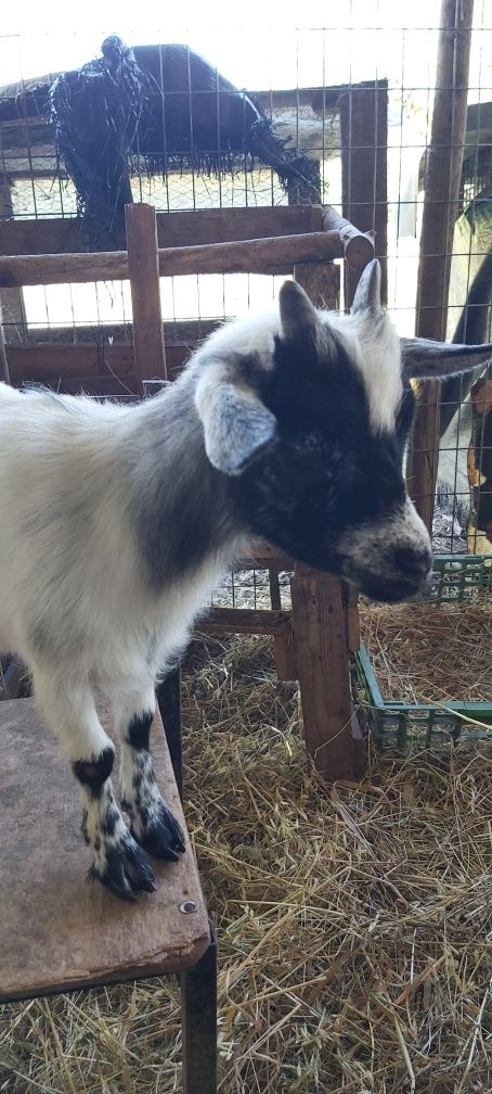 Cabras Micro Anãs - Linhagem Francesa (30 a 40cm)