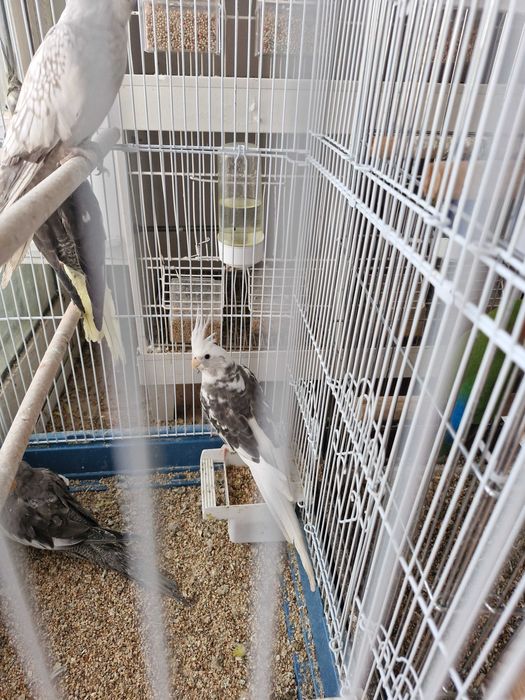 Caturras lindíssimas