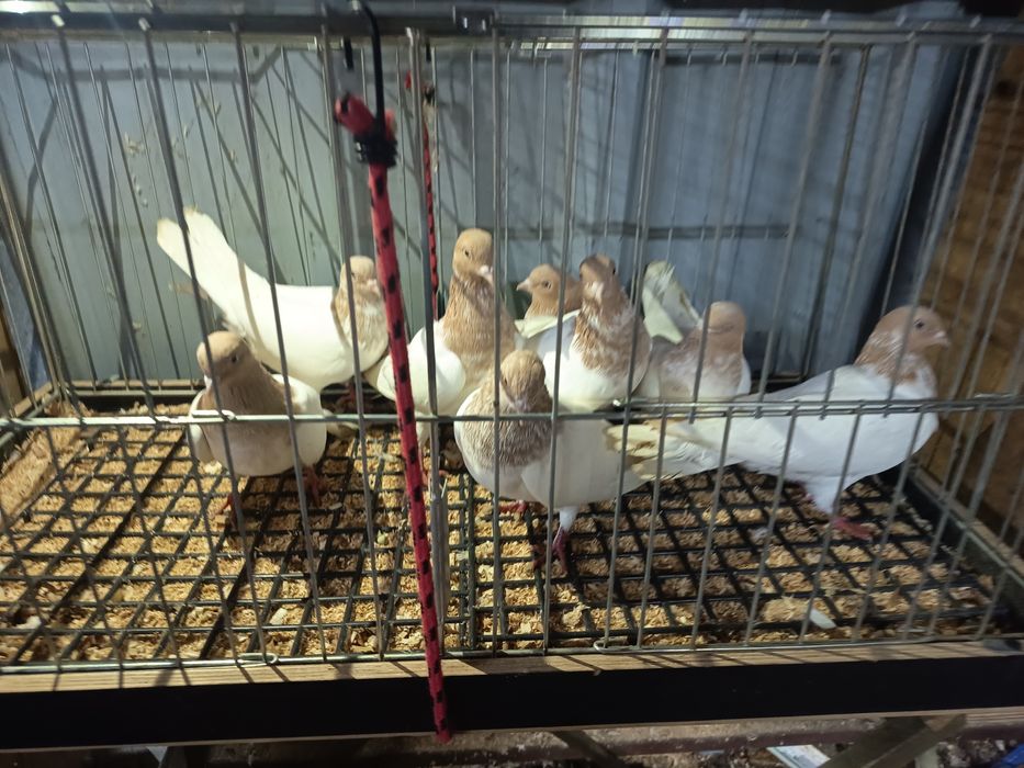 Budapeszty 25zł sztuka