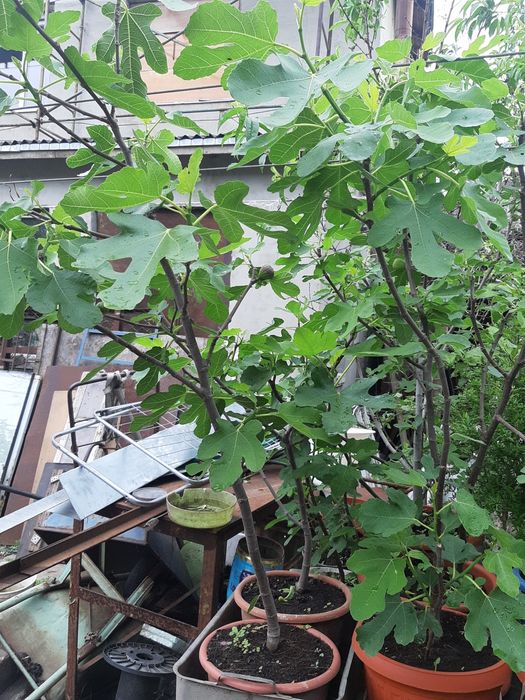 Саженцы инжира от 10 см до 2м с плодами