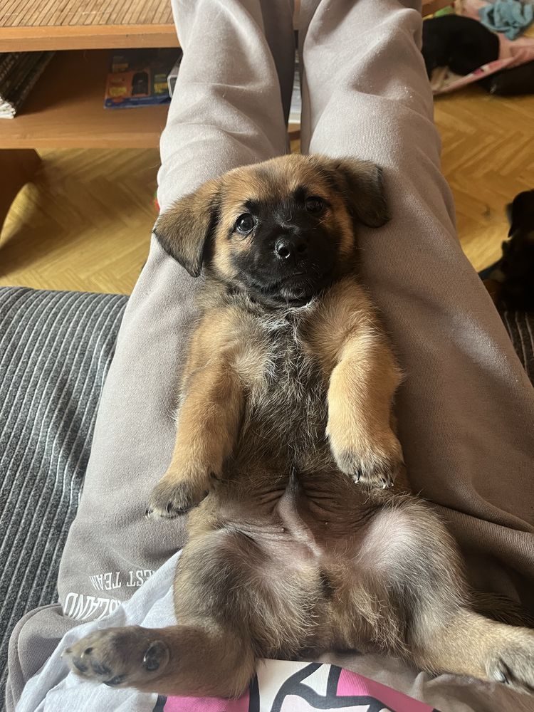 oddam szczenieta za darmo