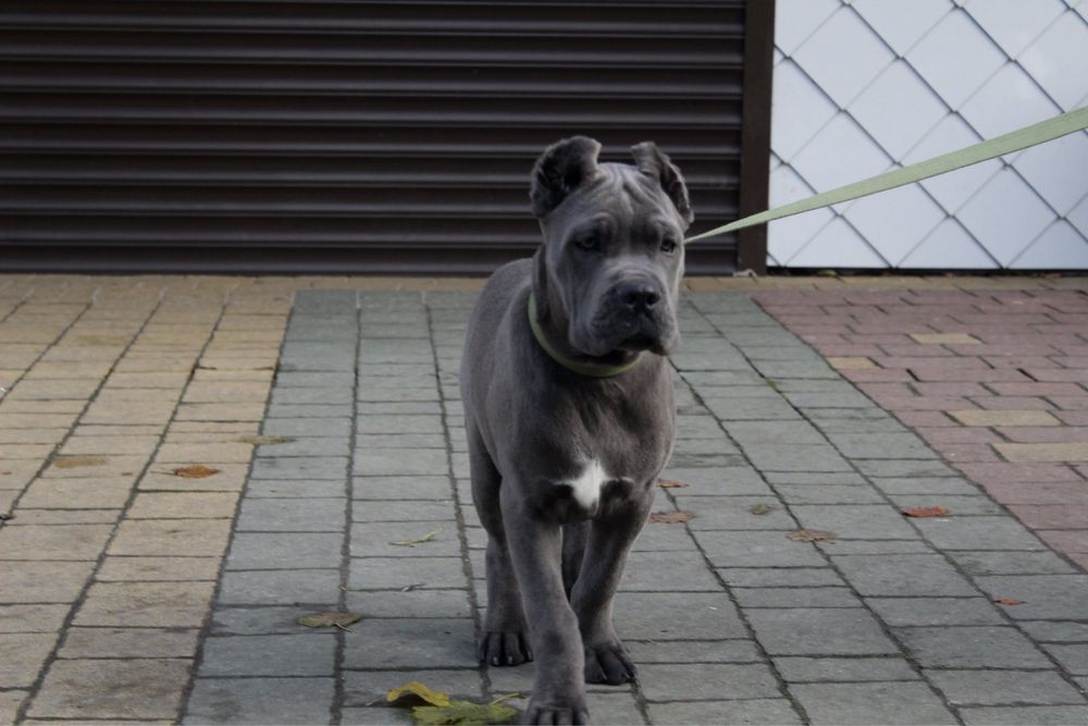 Купірувані щенки-Cane corso