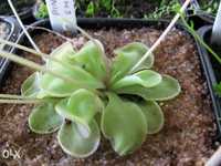 KIT COMPLETO para Planta Carnivora Pinguicula Emarginata