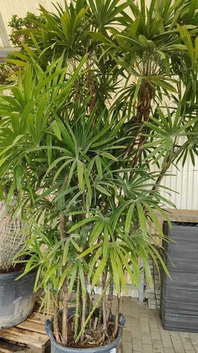 ARECA DWARF - Palmeiras - 200/250/300CM