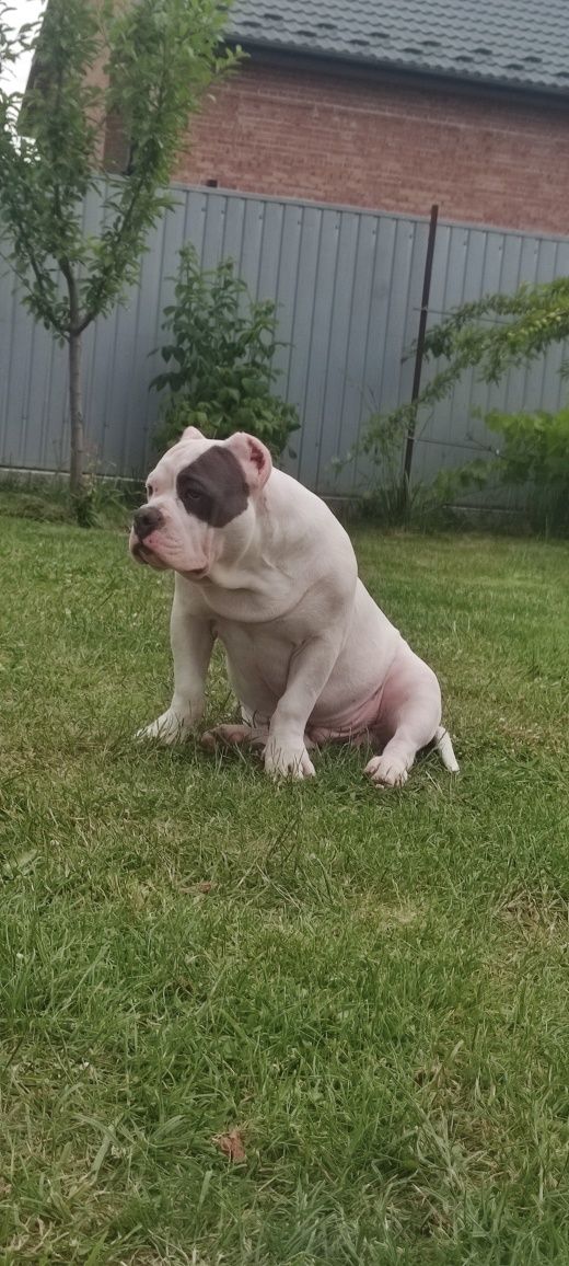 American bully standard Амбулли щенки ambully puppy