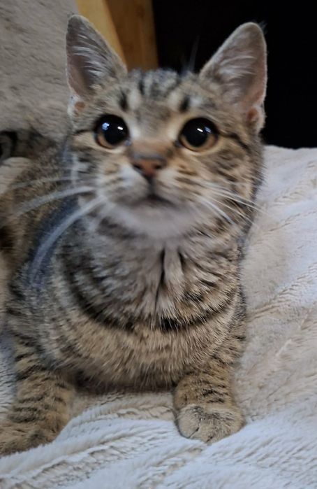 Bezdomna koteczka prosi o ciepły domek, bardzo pilne!!!