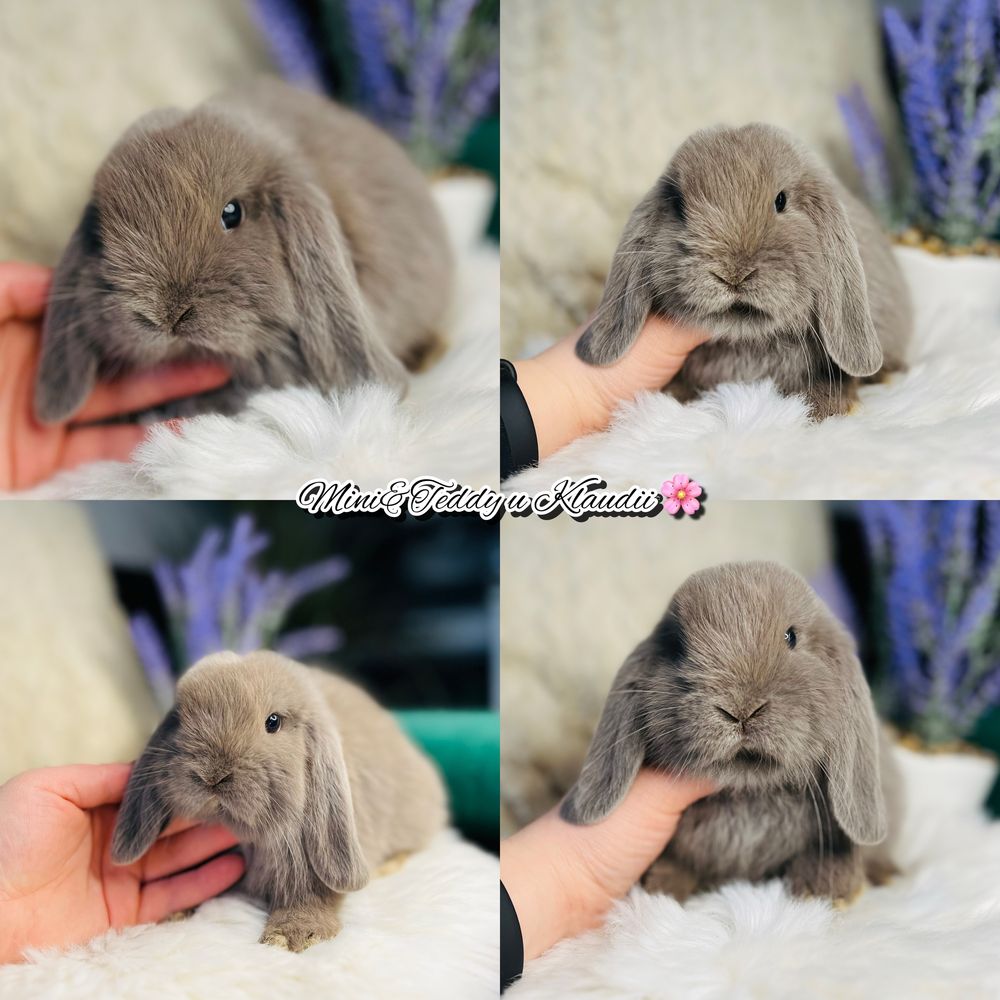 Rasowe króliczki MINI LOP (królik miniaturka) hodowla zarejestrowana