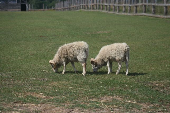 Карликові вівці Уессан