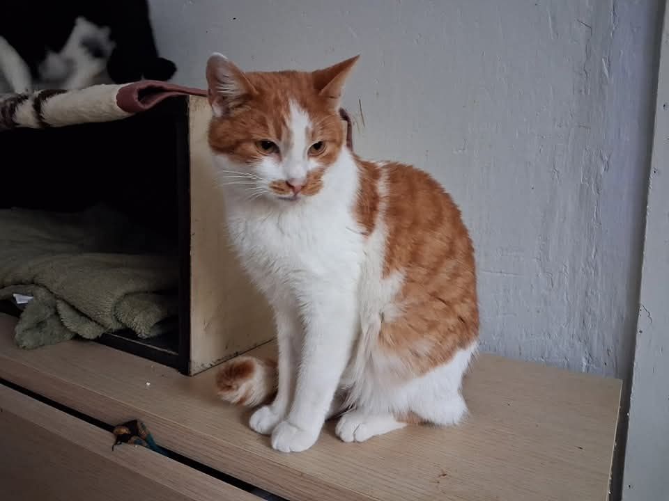 Ostoja Mruczków. Zygmunt do adopcji