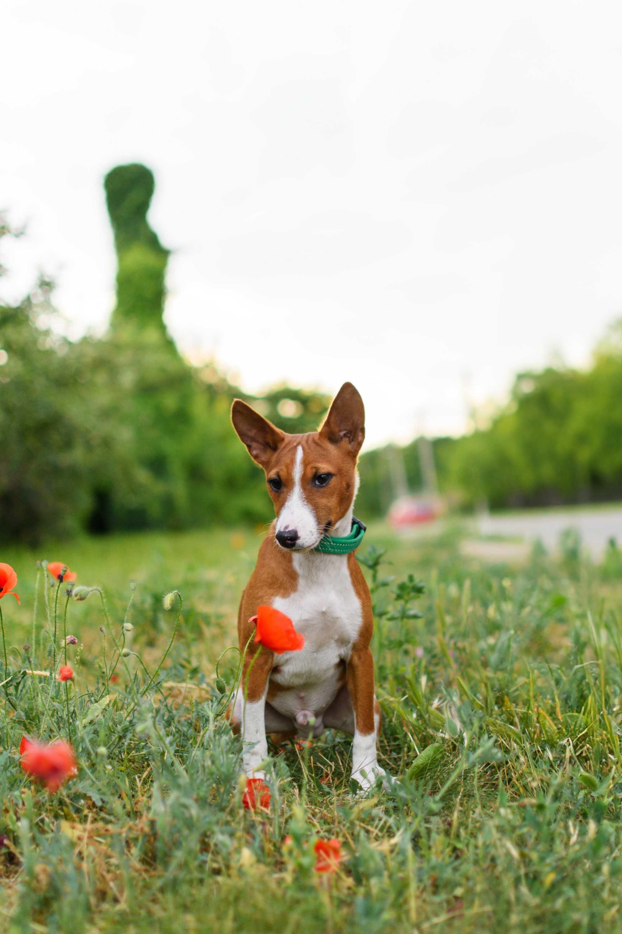 Красивый мальчик басенджи (basenji)