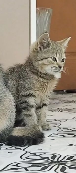 Шотландская Мини кошечка 3,5 мес. Мама шоколадное золото