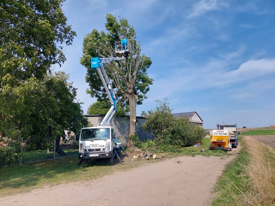 Przycinanie drzew wycinka usługi rębak frezowanie korzeni