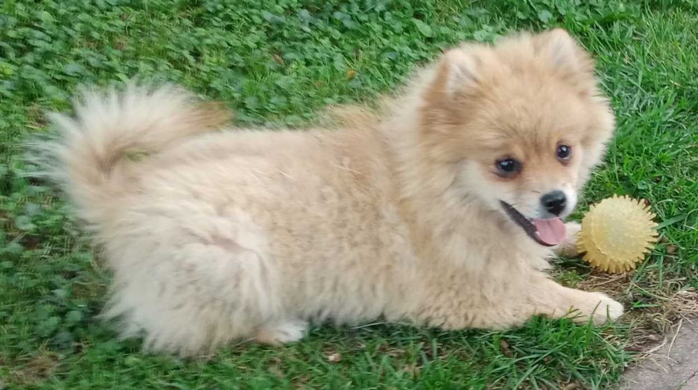 Szpic Miniaturowy szczeniak Pomeranian z rodowodem