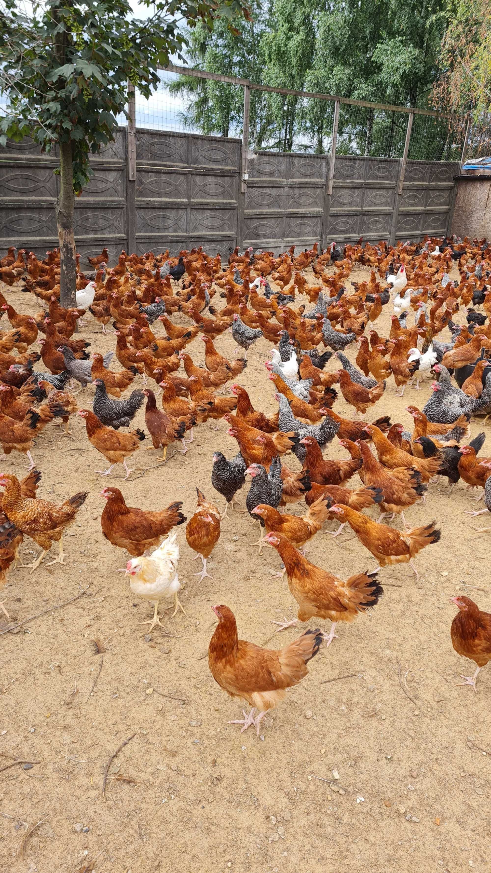 Kury nioski ! Messa Sendi Leghorn Tetra i inna Zapraszam !