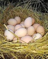Jajka swojskie z przydomowej hodowli