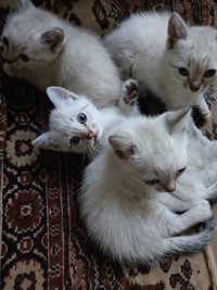 Тайские котята для вас