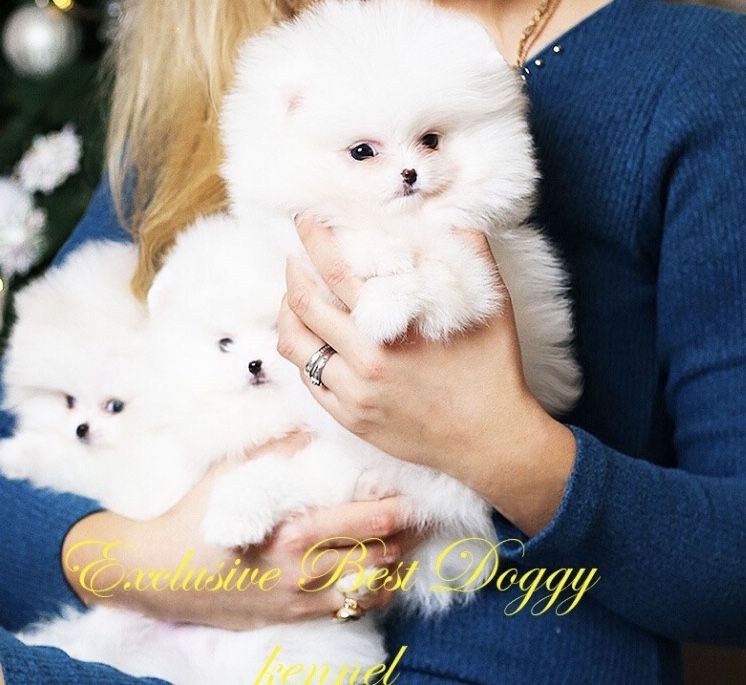 Ексклюзивні VIP цуценята. SUPER VIP mini білі померанські шпіци