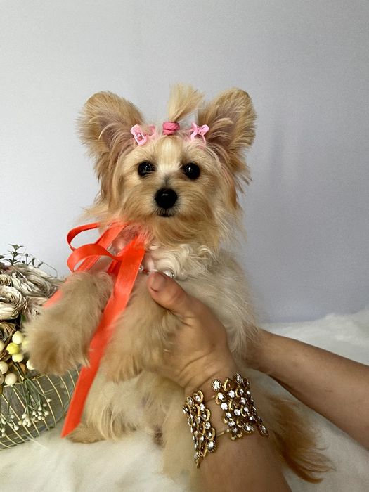 Помапу — Гарантовано закохаєтесь з першого погляду