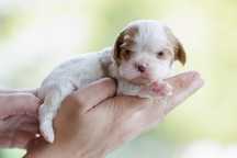 Cavalier King Charles Saniel - dziewczynka - Vanilla De Vil