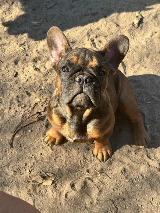 Bulldog Francês fawn