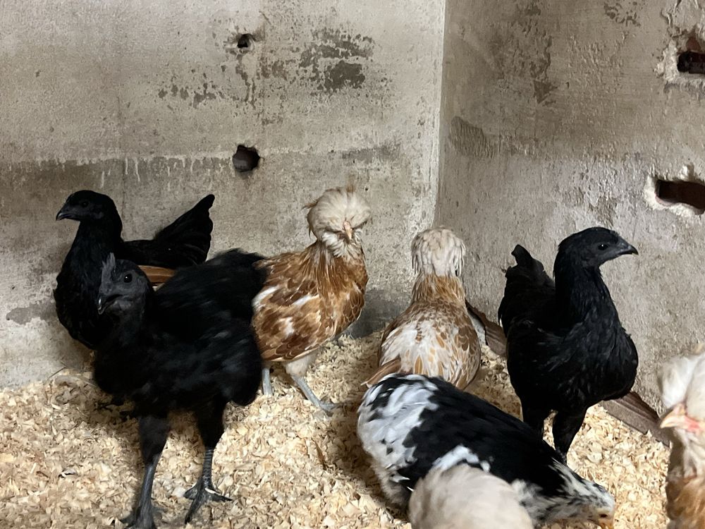 Trio de Ayam Cemani