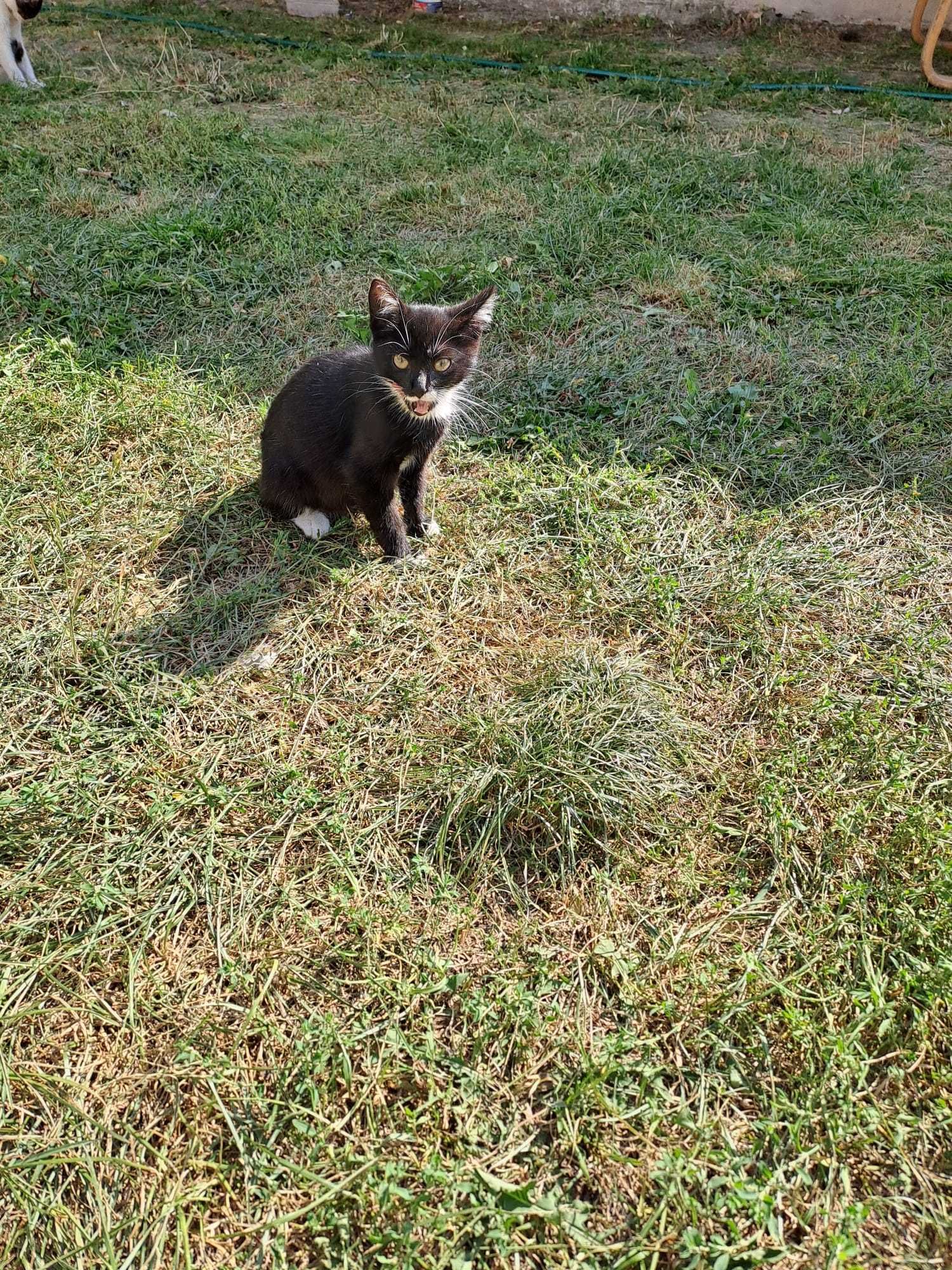 KOTEK oddam za DARMO z dostawa