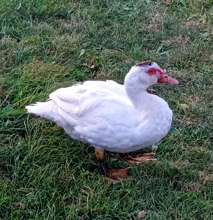 Kaczka francuska piżmowa tuszka