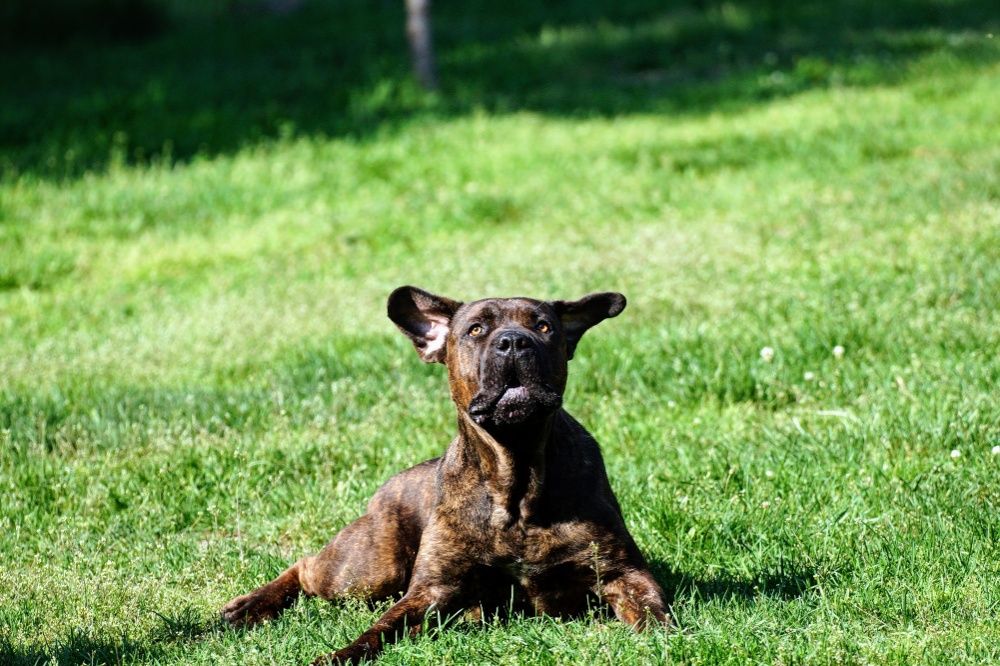 Bonus w typie Cane Corso do adopcji