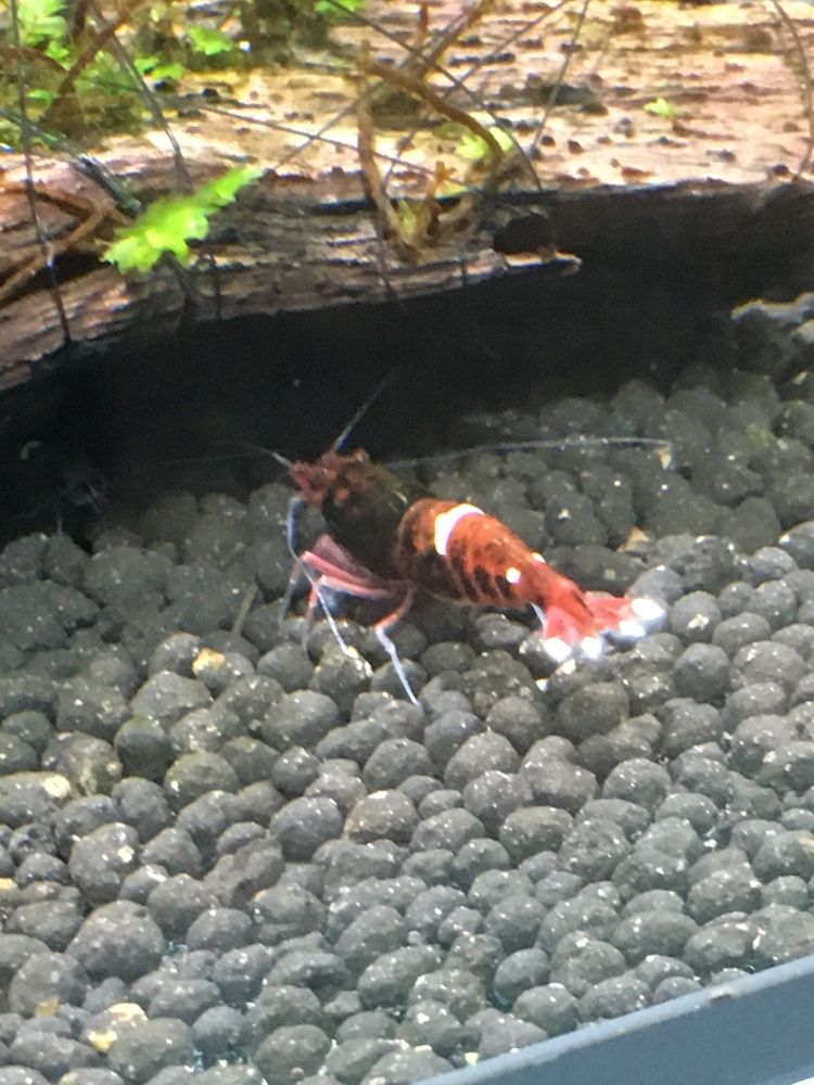 Krewetkicaridina red ruby