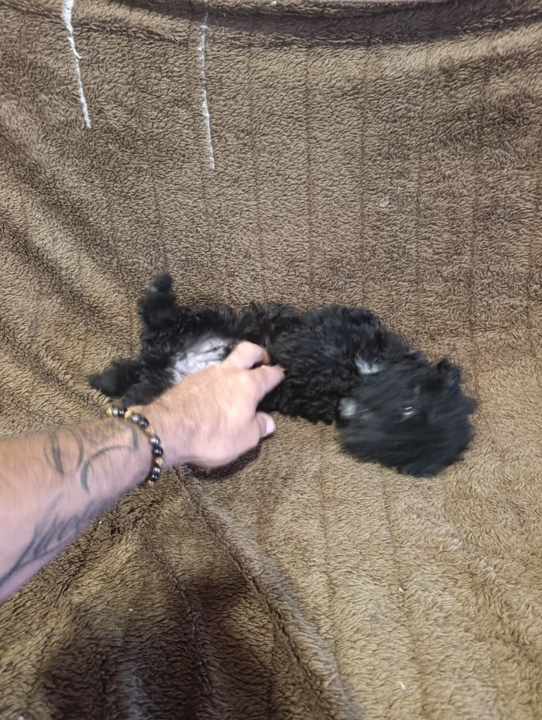 Lindo caniche toy macho