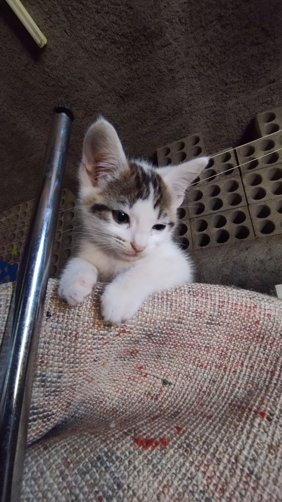 Gatinhos para doação
