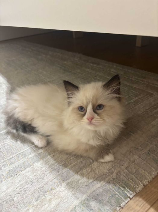 Kocięta Ragdoll z rodowodem FPL/FIFE