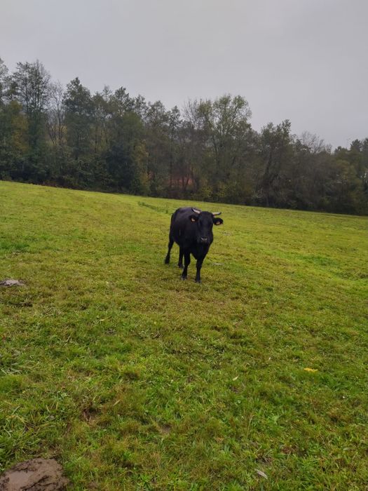 Vacas cruzadas prenhas