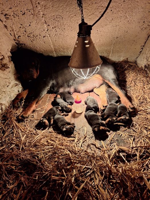 Witam mam do sprzedania szczenięta .